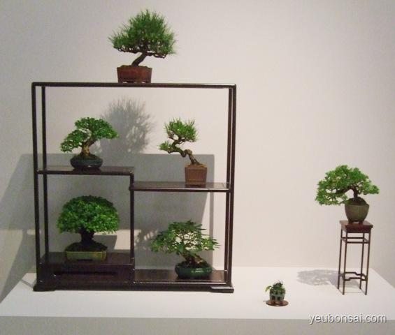 Bonsai, cây cảnh nghệ thuật, cay canh nghe thuat, cây thế, cay the, triển lãm cây cảnh nghệ thuật, trien lam cay canh nghe thuat